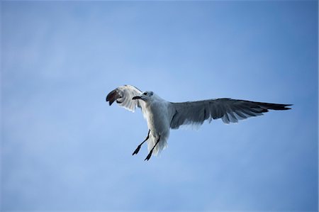 simsearch:400-04448302,k - Seagull flying, Jersey Shore, NJ. Stock Photo - Rights-Managed, Code: 872-08914986