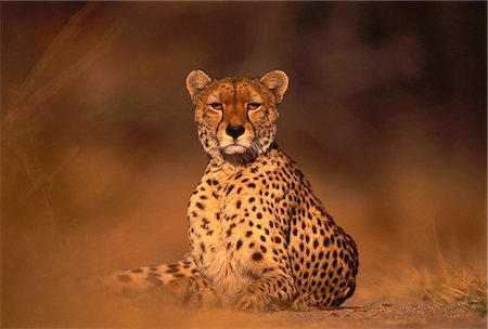 Portrait of Cheetah Fotografie stock - Rights-Managed, Codice: 873-06440154