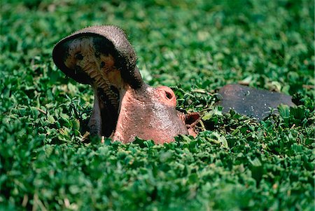 fatigue animal - Hippopotamus Yawning Stock Photo - Rights-Managed, Code: 873-06440150