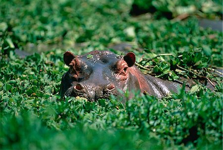 Hippopotame Peeping hors de l'eau feuillage Photographie de stock - Rights-Managed, Code: 873-06440151