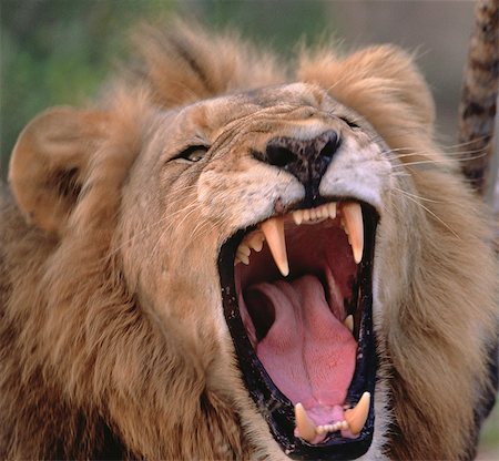 sauvage (comportement) - Gros plan du Lion rugissant Photographie de stock - Rights-Managed, Code: 873-06440168