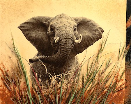 Portrait of Elephant in Grass Foto de stock - Con derechos protegidos, Código: 873-06440160
