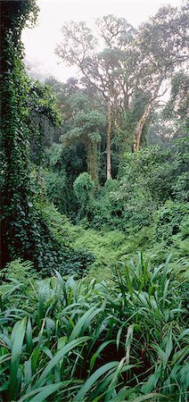 Forêt de Misty Mpumalanga, Afrique du Sud Photographie de stock - Rights-Managed, Code: 873-06440186