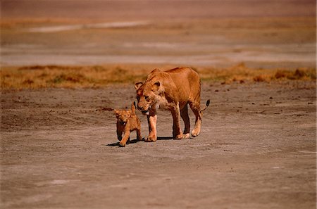 Lionne avec ourson Photographie de stock - Rights-Managed, Code: 873-06440201