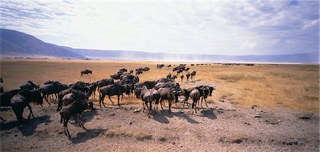 simsearch:873-06440302,k - Wildebeest Serengeti, Tanzania Foto de stock - Con derechos protegidos, Código: 873-06440219