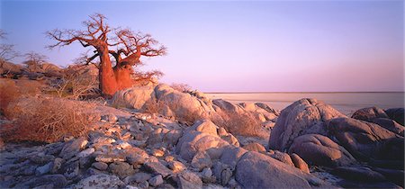 Baobab Tree, île de Kubu Makgadikgadi Pans, Botswana Photographie de stock - Rights-Managed, Code: 873-06440212