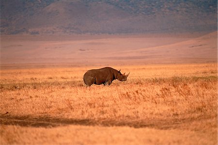 rhino horn - Rhinoceros in Field Stock Photo - Rights-Managed, Code: 873-06440227