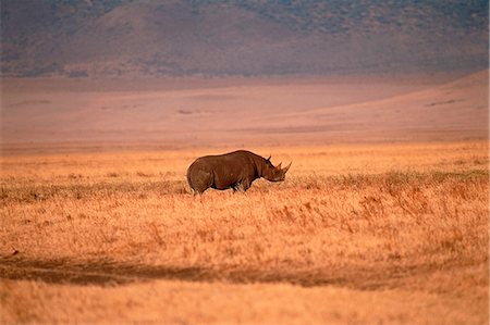 simsearch:873-06440525,k - Rhinoceros in Field Foto de stock - Con derechos protegidos, Código: 873-06440227