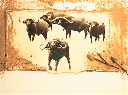 picture within picture - Water Buffalo Stock Photo - Rights-Managed, Code: 873-06440234