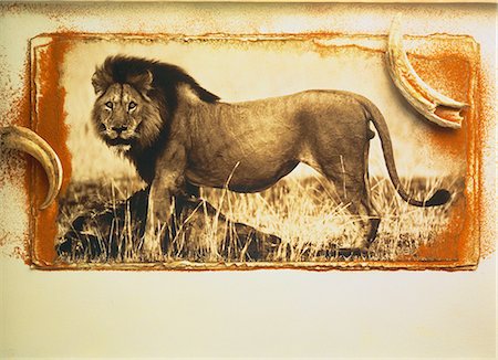 sépia (couleur) - Lion Photographie de stock - Rights-Managed, Code: 873-06440236