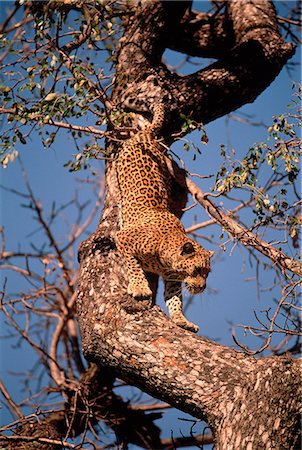 stalking - Leopard Crawling Down Tree Branch Foto de stock - Con derechos protegidos, Código: 873-06440232