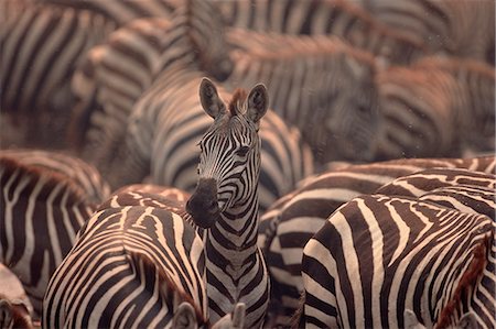 standing out from the crowd - Herd of Zebras Stock Photo - Rights-Managed, Code: 873-06440244