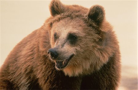 snarling - Growling Bear Stock Photo - Rights-Managed, Code: 873-06440241
