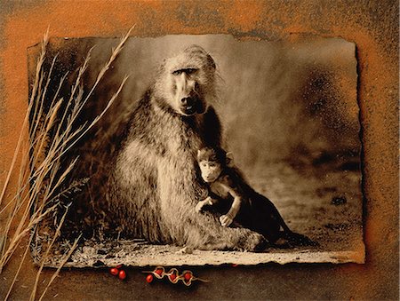 sepia - Portrait of Baboon with Offspring Stock Photo - Rights-Managed, Code: 873-06440256