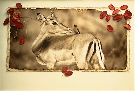 Impala mit Vogel Stockbilder - Lizenzpflichtiges, Bildnummer: 873-06440259