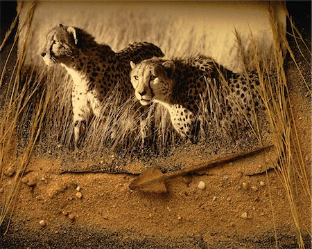 pictures wildcats monochrome - Cheetahs in Tall Grass Stock Photo - Rights-Managed, Code: 873-06440268