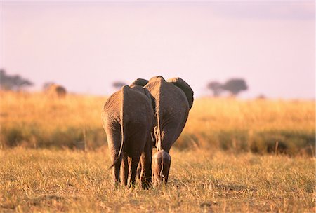 prairie - Vue arrière du deux éléphants et veau Savuti région, Botswana Photographie de stock - Rights-Managed, Code: 873-06440305