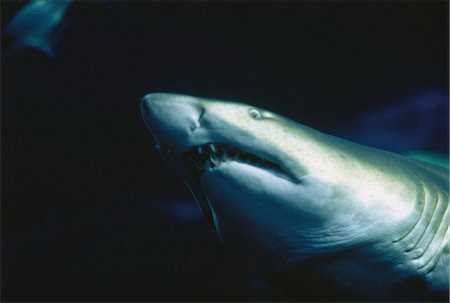 powerful (animals) - Underwater View of Shark in Ocean Stock Photo - Rights-Managed, Code: 873-06440306