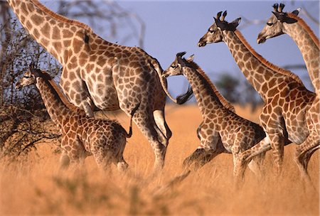femelle - Giraffe Running in Grassland Foto de stock - Con derechos protegidos, Código: 873-06440307