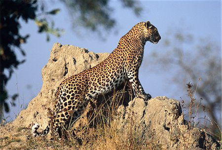 Leopard Standing on Rock Stock Photo - Rights-Managed, Code: 873-06440309