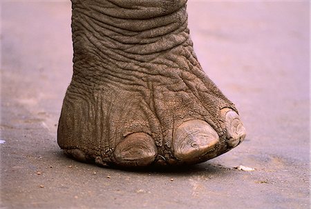 elephant - Close-Up of Elephant's Foot Stock Photo - Rights-Managed, Code: 873-06440302