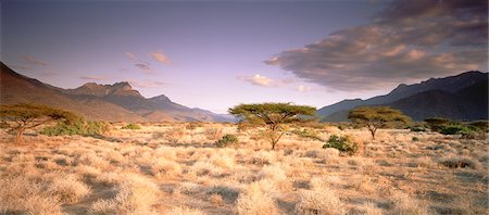 Regenschirm Bäume und Mount Nyiru Turkana, Kenia Stockbilder - Lizenzpflichtiges, Bildnummer: 873-06440358