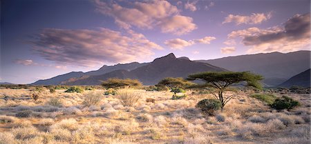 Mount Nyiru and Umbrella Trees Near Turkana, Kenya Foto de stock - Con derechos protegidos, Código: 873-06440353