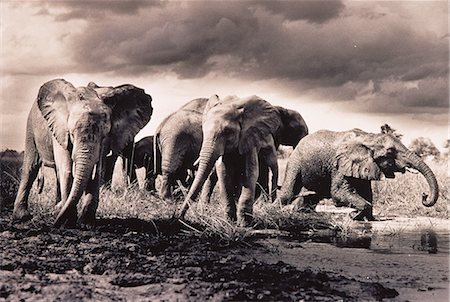 Herd of Elephants Crossing River Foto de stock - Con derechos protegidos, Código: 873-06440369