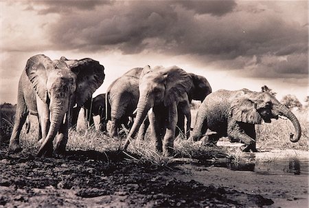 simsearch:873-06440302,k - Herd of Elephants Crossing River Foto de stock - Con derechos protegidos, Código: 873-06440369