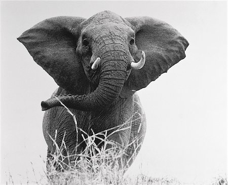 Portrait of Elephant Stock Photo - Rights-Managed, Code: 873-06440378