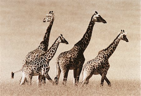 Troupeau de girafes Photographie de stock - Rights-Managed, Code: 873-06440372