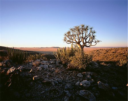 Quiver Tree and Landscape Kakamas, South Africa Foto de stock - Con derechos protegidos, Código: 873-06440407