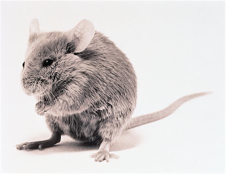 ratón (animal) - Mouse Standing on Hind Legs Foto de stock - Con derechos protegidos, Código: 873-06440418