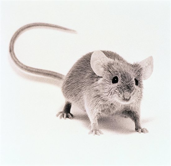 Mouse Standing on All Fours Stock Photo - Premium Rights-Managed, Artist: GreatStock, Image code: 873-06440419