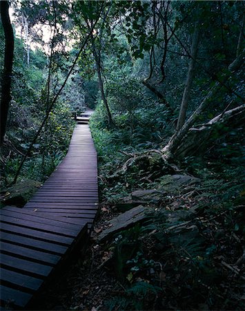 Hölzerner Laufsteg durch Wald Storms River Mouth, Südafrika Stockbilder - Lizenzpflichtiges, Bildnummer: 873-06440410