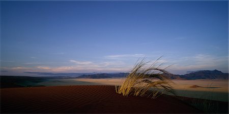 simsearch:873-06440464,k - Touffe d'herbe sur Sand Dune Naukluft Park, Namibie, Afrique Photographie de stock - Rights-Managed, Code: 873-06440466