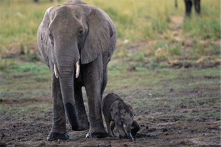 simsearch:873-06440671,k - Éléphante avec veau Savuti région près de Parc National de Chobe au Botswana Photographie de stock - Rights-Managed, Code: 873-06440476