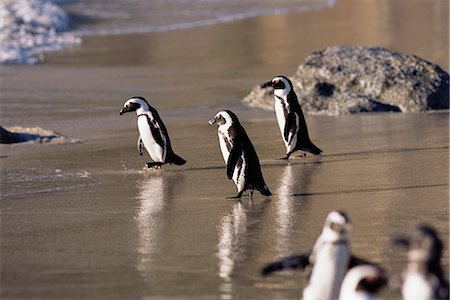 simsearch:841-03062112,k - Pingouins Jackass sur plage Dussen Island, Cape Agulhas Western Cape, Afrique du Sud Photographie de stock - Rights-Managed, Code: 873-06440479