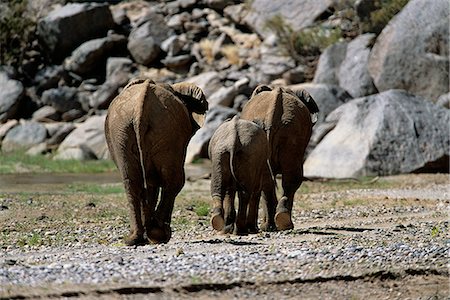 Vue arrière de l'Afrique d'éléphants africains Photographie de stock - Rights-Managed, Code: 873-06440487