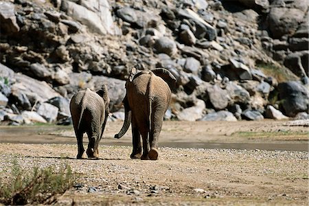 Vue arrière de l'Afrique d'éléphants africains Photographie de stock - Rights-Managed, Code: 873-06440488