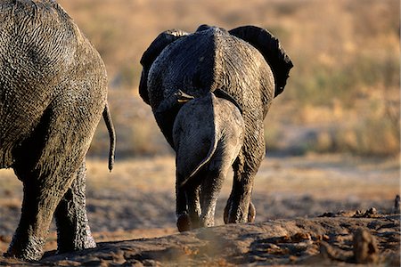 Rear-View of African Elephants at Waterhole, Africa Foto de stock - Direito Controlado, Número: 873-06440489