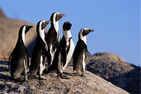 Pingouins Jackass debout sur Rock Dussen Island, Cape Alguhas Western Cape, Afrique du Sud Photographie de stock - Rights-Managed, Code: 873-06440481