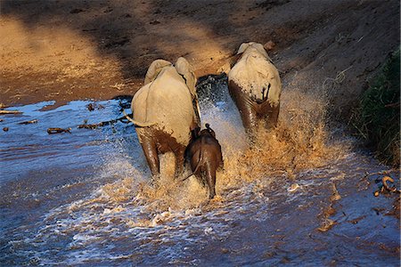 simsearch:873-06440524,k - Rear-View of African Elephants Crossing River Kruger National Park Mpumalanga, South Africa Stock Photo - Rights-Managed, Code: 873-06440494