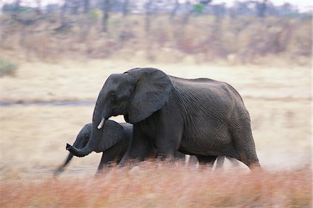 elefante africano - Elephants Africa Foto de stock - Con derechos protegidos, Código: 873-06440495