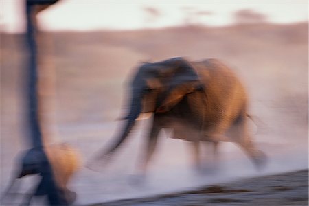 simsearch:873-06440969,k - Blurred View of African Elephant Running Africa Foto de stock - Con derechos protegidos, Código: 873-06440496