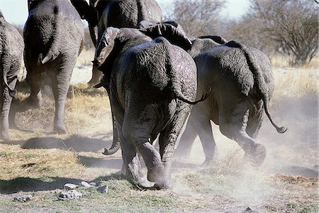 elefante africano - Rear-View of African Elephants Running Africa Fotografie stock - Rights-Managed, Codice: 873-06440490