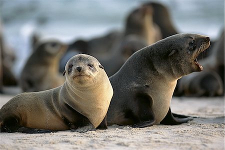 Seals on Beach Namibia, Africa Foto de stock - Con derechos protegidos, Código: 873-06440504