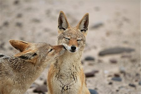 Black-Backed Jackals Sniffing Namibia, Africa Foto de stock - Con derechos protegidos, Código: 873-06440507