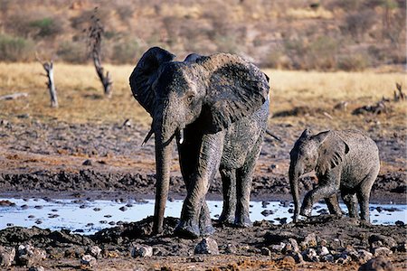 simsearch:873-06440302,k - African Elephant Mother and Calf At Waterhole Africa Foto de stock - Con derechos protegidos, Código: 873-06440500