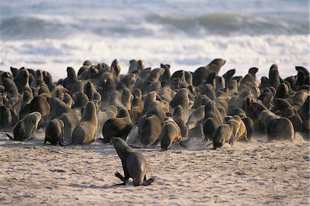 pinnipedia - Seal Colony on Beach Namibia, Africa Foto de stock - Con derechos protegidos, Código: 873-06440503